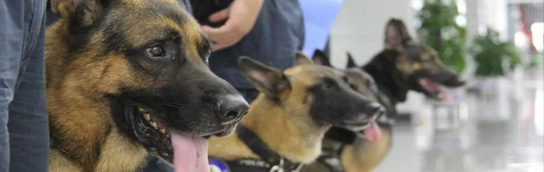 中国警犬研究所